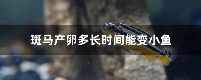 斑馬產(chǎn)卵多長(zhǎng)時(shí)間能變小魚(yú)