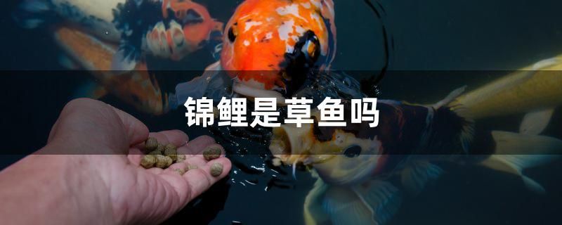 錦鯉是草魚(yú)嗎 眼斑魚(yú)