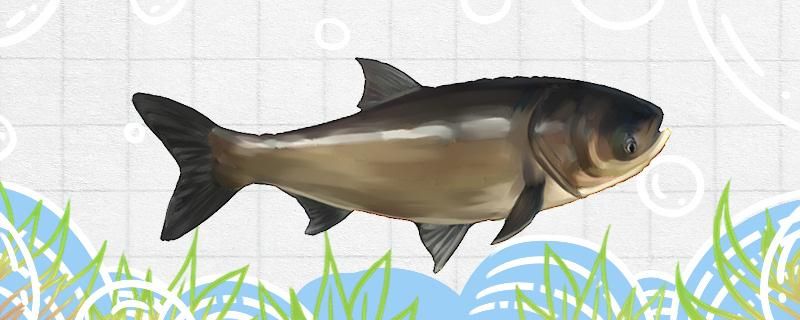 釣鰱鳙彈簧線組怎么綁 魚(yú)缸等水族設(shè)備