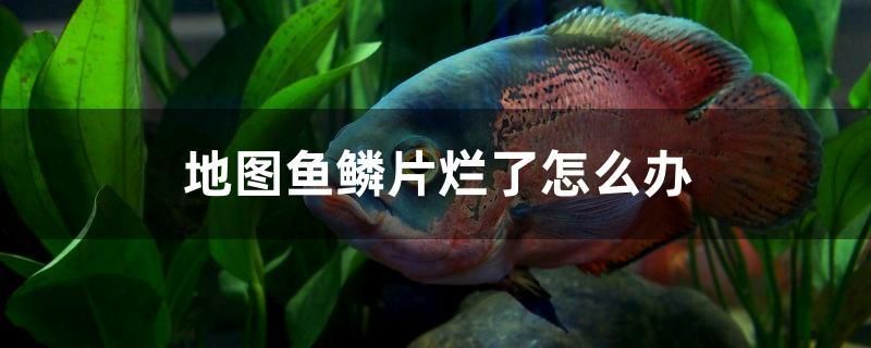 地圖魚鱗片爛了怎么辦 黃金河虎魚