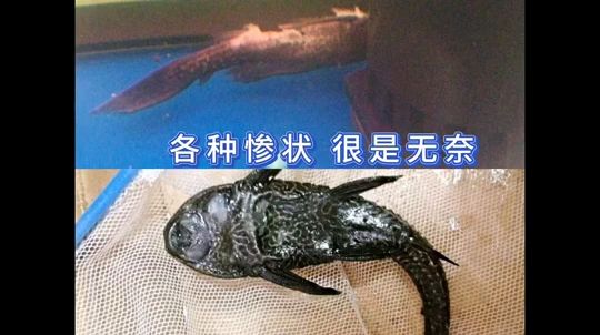 養(yǎng)魚(yú)干貨鋪～為什么其他魚(yú)沒(méi)事，清道夫總死 觀賞魚(yú)論壇 第1張