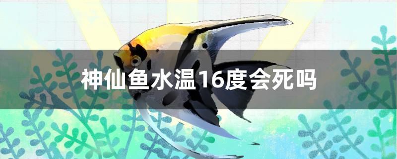 神仙魚水溫16度會死嗎