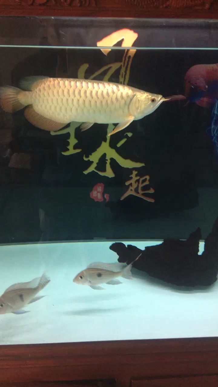 換了個(gè)背景 觀賞魚(yú)論壇 第1張