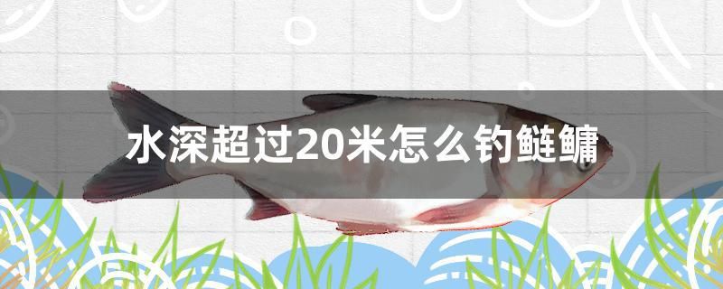 水深超過(guò)20米怎么釣鰱鳙 稀有金龍魚(yú)