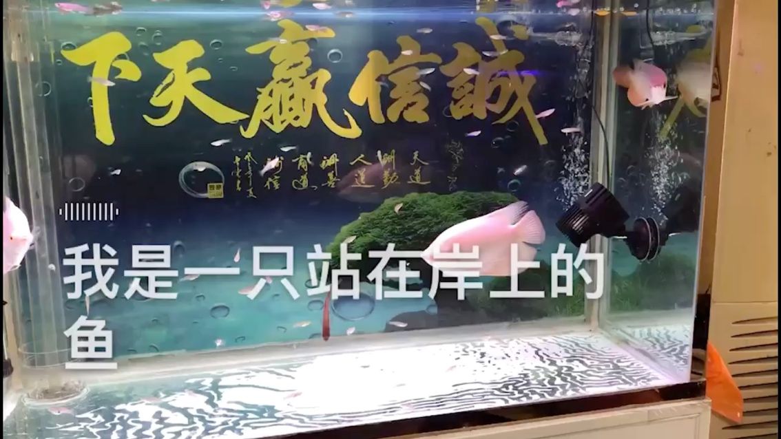 魚比人幸福 觀賞魚論壇 第1張