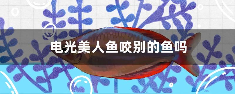 電光美人魚(yú)咬別的魚(yú)嗎 觀賞魚(yú)