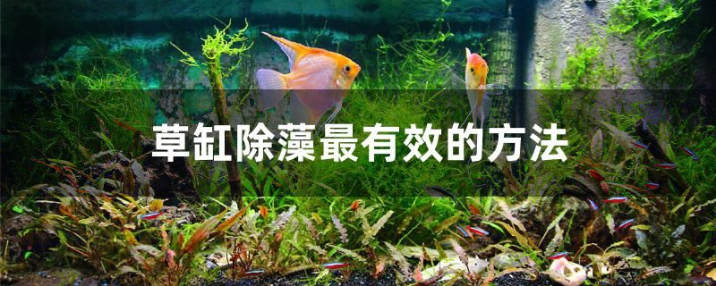 夢幻血斑一型雷龍魚繁殖季節(jié)（血斑一型雷龍可以在30缸養(yǎng)嘛） 野生地圖魚