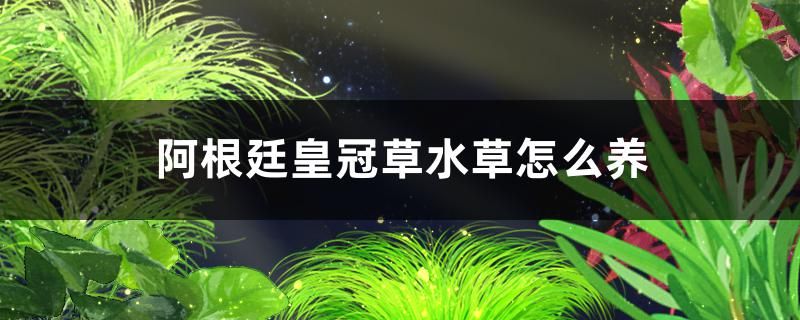 阿根廷皇冠草水草好養(yǎng)嗎怎么養(yǎng) 赤荔鳳冠魚