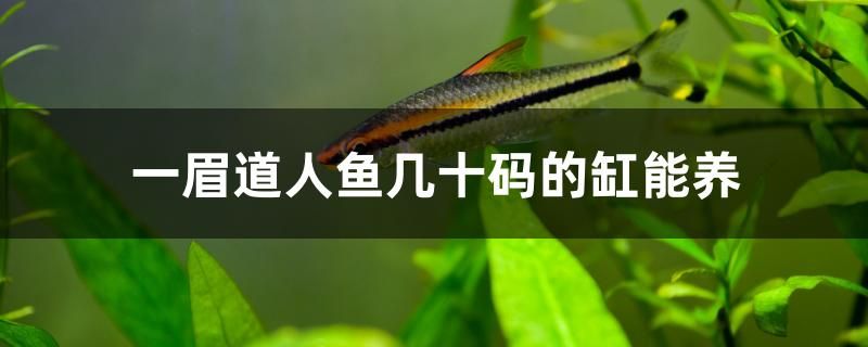 一眉道人魚幾十碼的缸能養(yǎng)