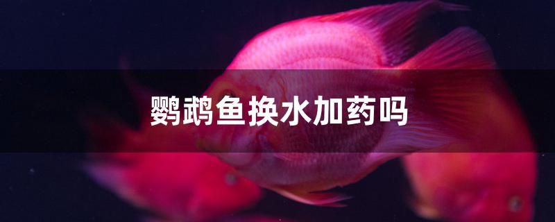 鸚鵡魚換水加藥嗎 白子關(guān)刀魚