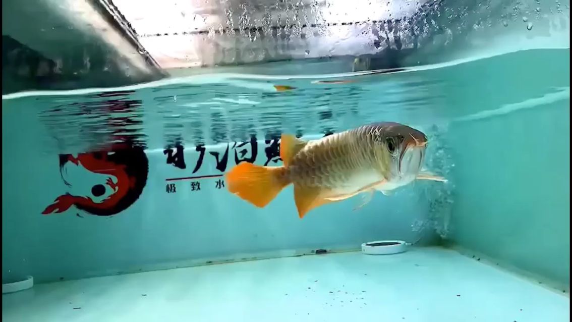 白缸小將軍，長身，成魚有著很長的流線體型，舒展飄逸，喜歡長身的不可錯過 觀賞魚論壇