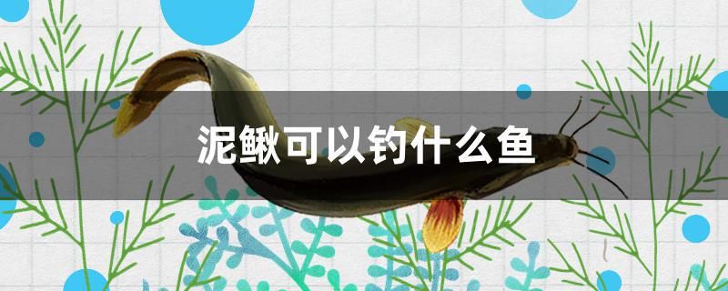 泥鰍可以釣什么魚 銀河星鉆魚