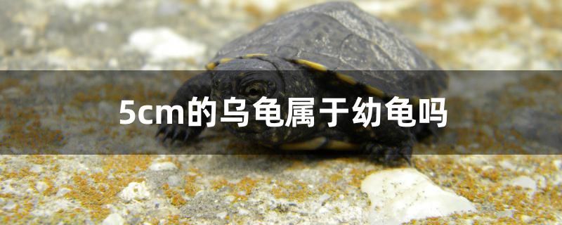 5cm的烏龜屬于幼龜嗎 大白鯊魚苗