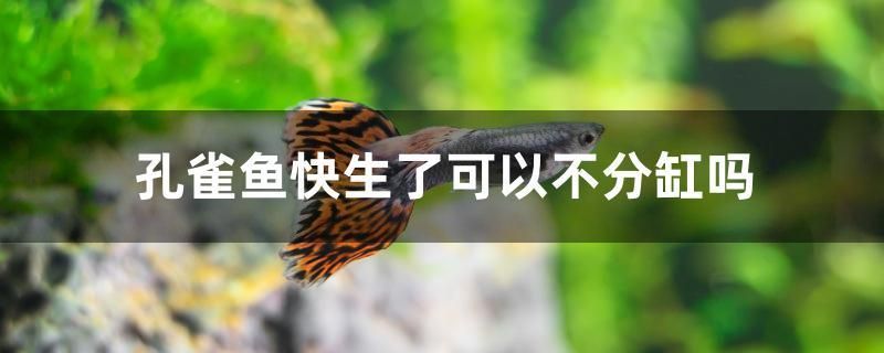 孔雀魚快生了可以不分缸嗎 觀賞魚飼料