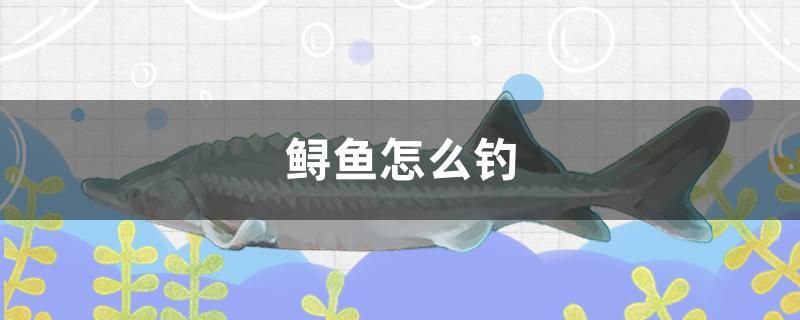 鱘魚怎么釣 成吉思汗鯊（球鯊）魚