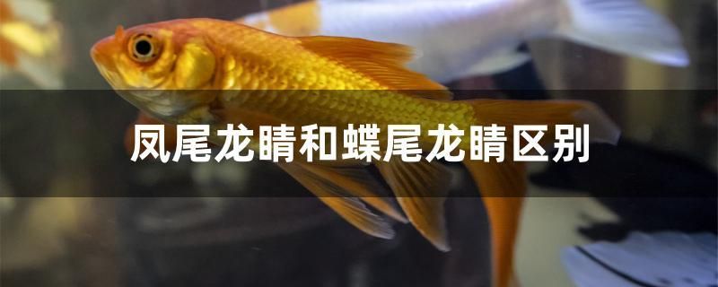 鳳尾龍睛和蝶尾龍睛區(qū)別 羅漢魚批發(fā)