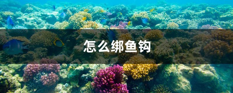 怎么綁?mèng)~鉤 錦鯉魚