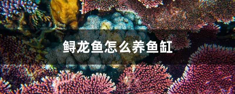 鱘龍魚怎么養(yǎng)魚缸 馬來西亞咖啡