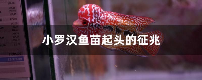 小羅漢魚(yú)苗起頭的征兆有哪些