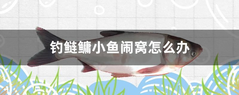 釣鰱鳙小魚鬧窩怎么辦 白寫錦鯉魚