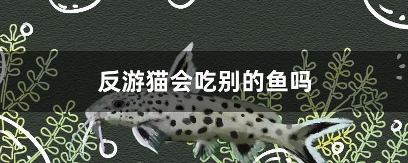 反游貓會(huì)吃別的魚嗎 ?；?異型虎魚/純色虎魚