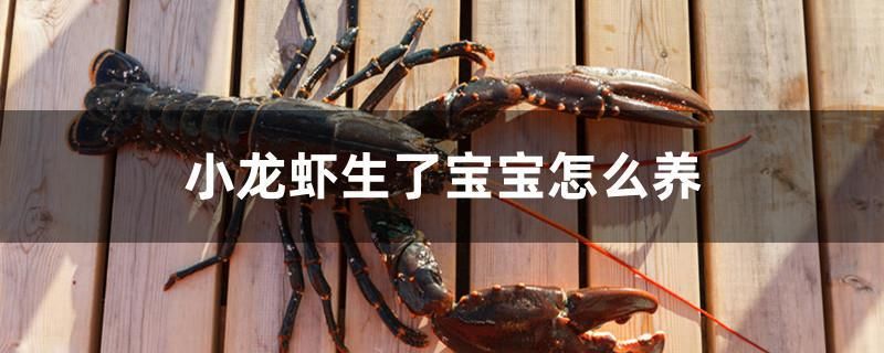 小龍蝦生了寶寶怎么養(yǎng) 魚缸等水族設(shè)備