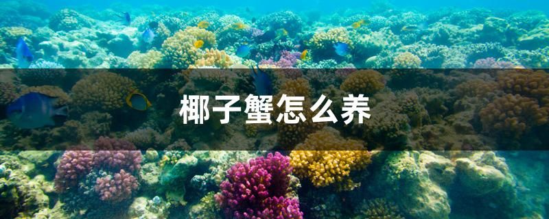 椰子蟹怎么養(yǎng) 觀賞魚市場(chǎng)