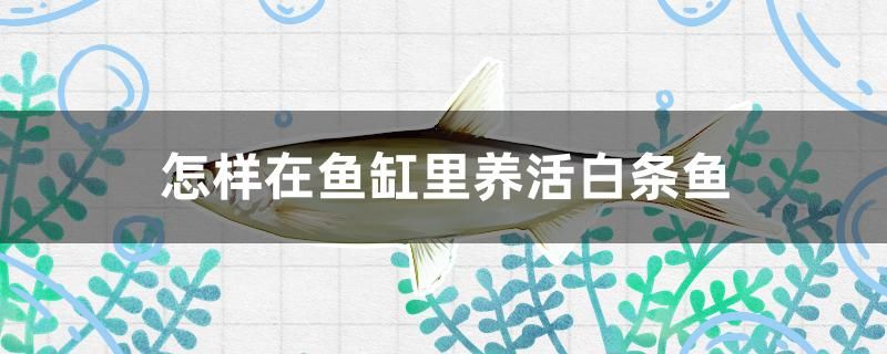 怎樣在魚缸里養(yǎng)活白條魚 其他益生菌