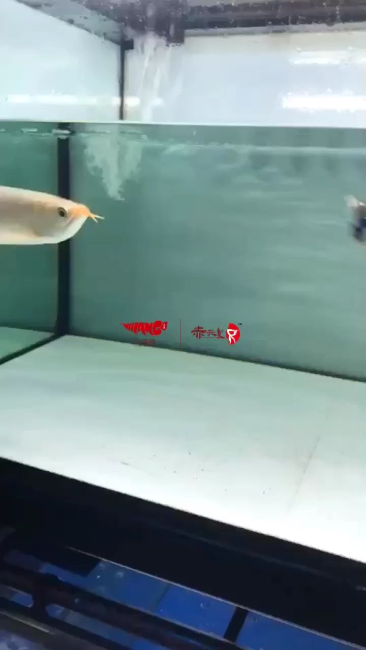 分享魚友飼養(yǎng)的赤元素寵物 觀賞魚論壇