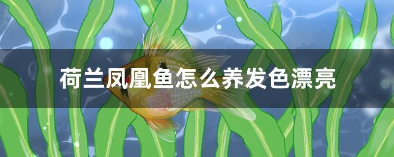 荷蘭鳳凰魚怎么養(yǎng)發(fā)色漂亮