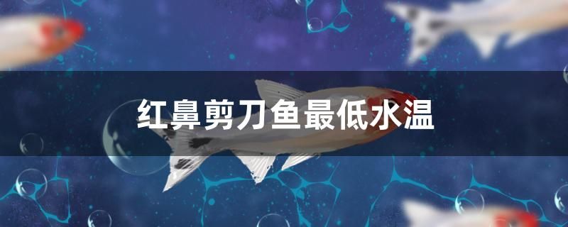 紅鼻剪刀魚(yú)最低水溫 紅龍福龍魚(yú)