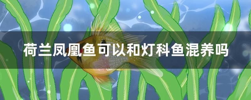 荷蘭鳳凰魚可以和燈科魚混養(yǎng)嗎 綠皮皇冠豹魚