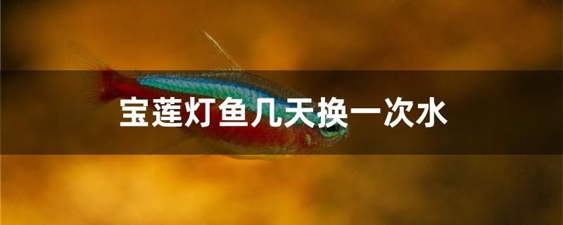 寶蓮燈魚幾天換一次水 超血紅龍魚