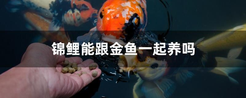 錦鯉能跟金魚一起養(yǎng)嗎