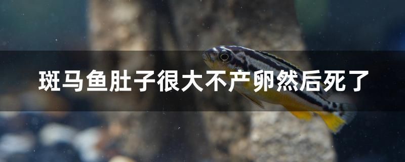 斑馬魚肚子很大不產(chǎn)卵然后死了 蝴蝶鯉魚苗