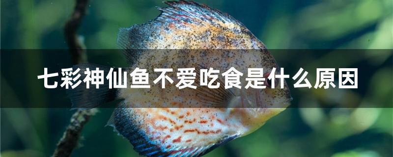 七彩神仙魚不愛吃食是什么原因 熊貓異形魚L46