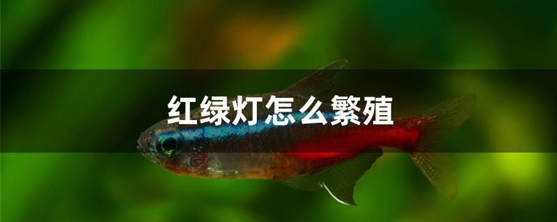 紅綠燈怎么繁殖 短身紅龍魚