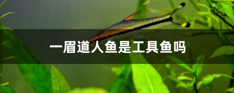 一眉道人魚是工具魚嗎 帝王迷宮