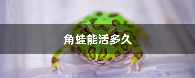 角蛙能活多久 名貴錦鯉魚