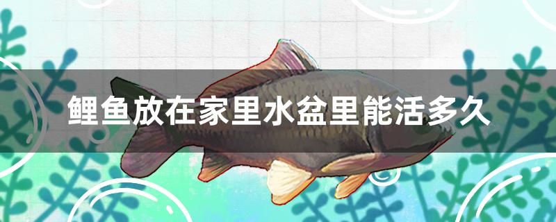 鯉魚放在家里水盆里能活多久 國(guó)產(chǎn)元寶鳳凰魚