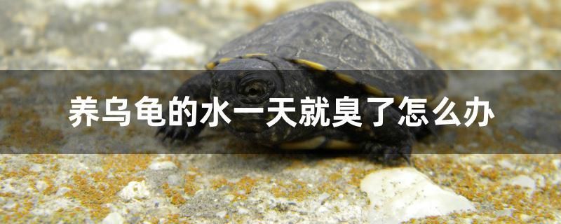 養(yǎng)烏龜?shù)乃惶炀统袅嗽趺崔k 魟魚(yú)相關(guān)