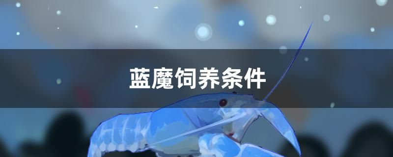 藍魔飼養(yǎng)條件是什么 水溫計