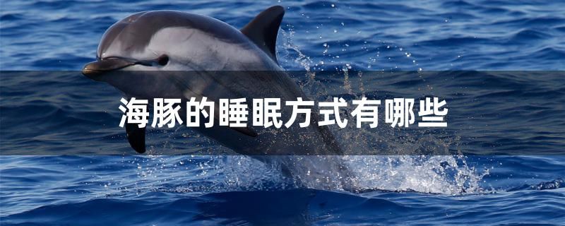 海豚的睡眠方式有哪些 祥龍水族醫(yī)院