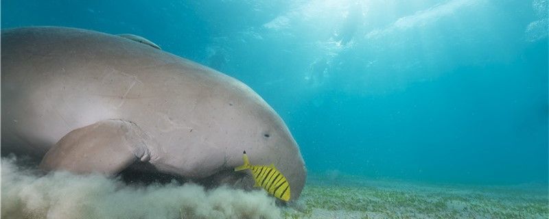 儒艮是海牛嗎和海牛有什么區(qū)別 觀賞魚飼料