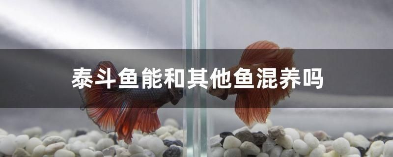 泰斗魚(yú)能和其他魚(yú)混養(yǎng)嗎