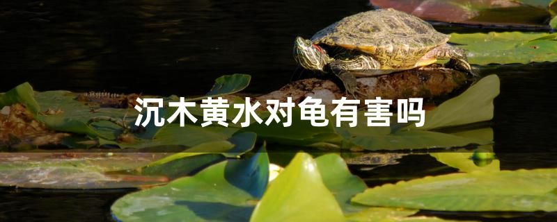 沉木黃水對(duì)龜有害嗎 觀賞魚(yú)市場(chǎng)