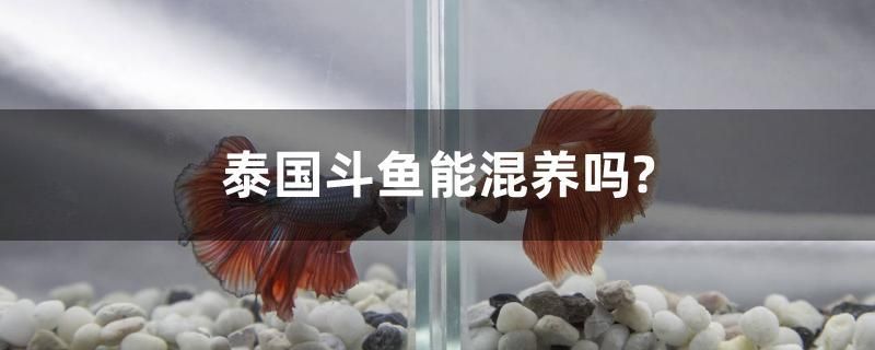 泰國斗魚能混養(yǎng)嗎？ 女王大帆魚