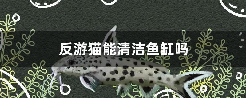 反游貓能清潔魚缸嗎 飛鳳魚苗