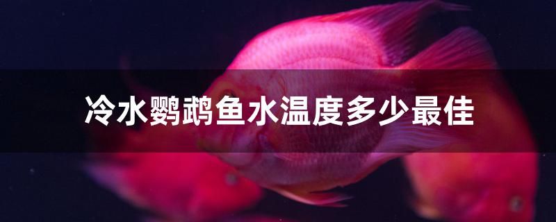 冷水鸚鵡魚水溫度多少最佳