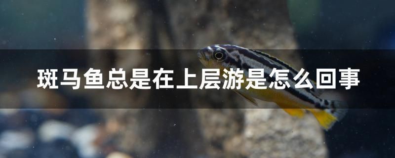 斑馬魚總是在上層游是怎么回事 祥龍魚場(chǎng)